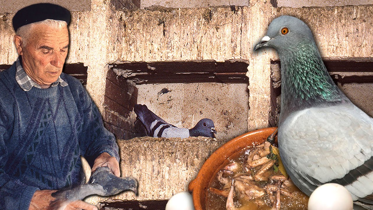 Голубятники. Разведение голубей для еды и использование их помета в качестве удобрения