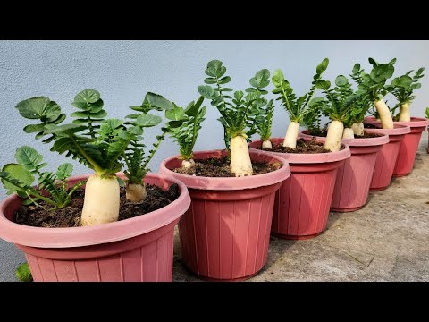 Vídeo: Rabanetes de jardinagem em contêiner - Cultivando e plantando sementes de rabanete em vasos