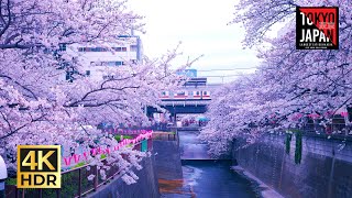 [ Tokyo | Japan🇯🇵]  Cherry blossom trees, Meguro River in Nakameguro, 4/6th/2024  | 中目黒 目黒川の桜並木 散歩