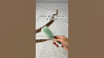 Petra likes a nice brush #snake #animal #reptile  #lol #cute #fyp #trend #trending #pet #shorts