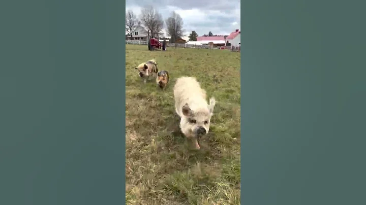 Chased by kune kunes! #shorts #youtubeshorts