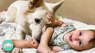 Big Fluffy Dog Would Do Anything For His Baby Sister | Cuddle Buddies