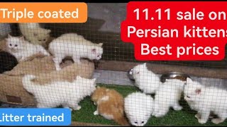 Best quality persian kitten for sale / persian kittens for sale in Punjab and KPK by Cats & birds club Fz 1,362 views 5 months ago 2 minutes, 50 seconds