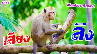 เสียงลิง เสียงลิงร้อง | Monkey Sound