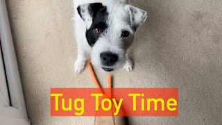 Tug Toy Time - Life with a Parson Russell Terrier