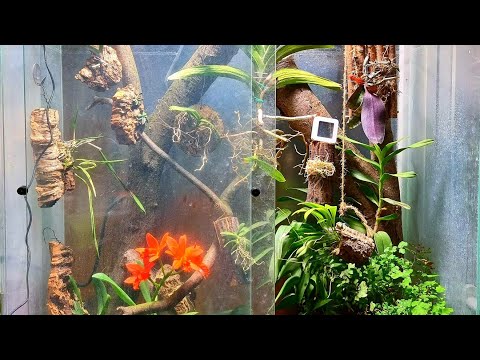 Видео: Как да засадите орхидея в стъклен флорариум