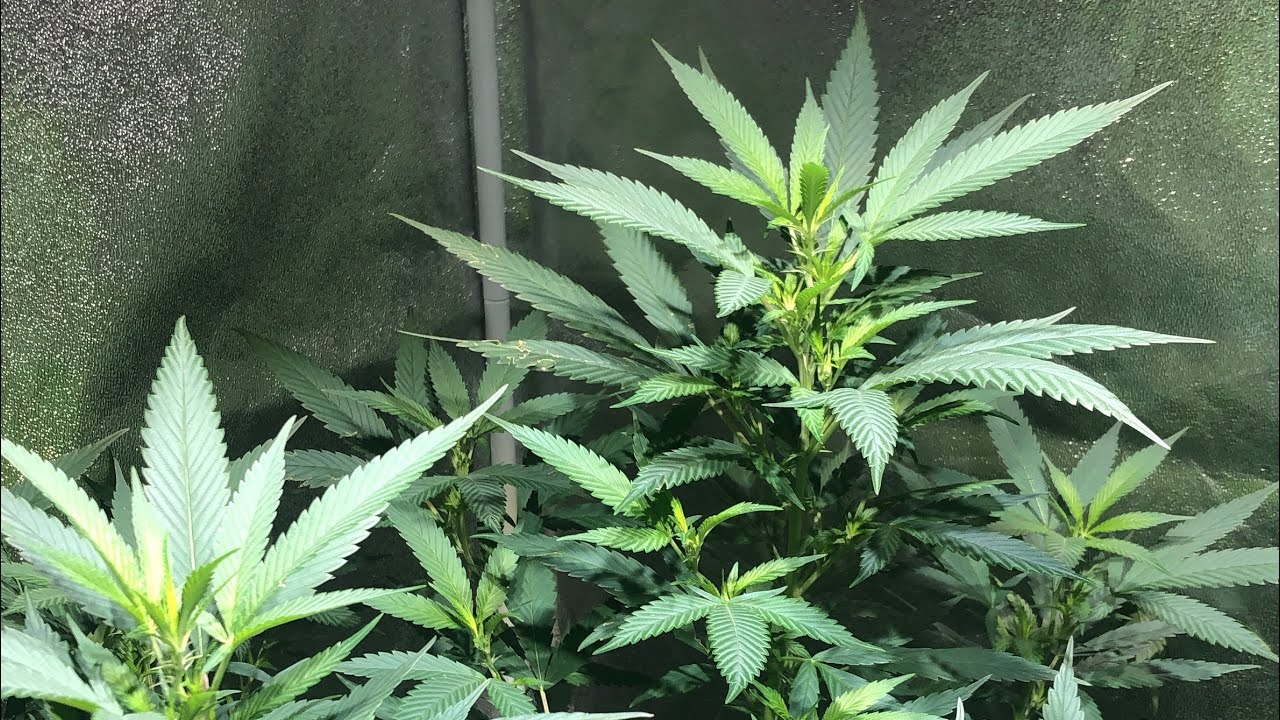 Afghan kush series episode 3