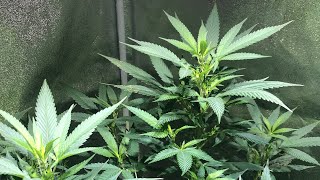 Afghan kush series episode 3