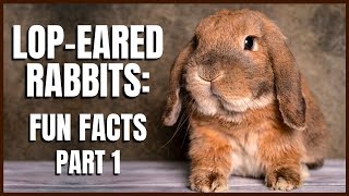 Lop Eared Rabbits: Fun Facts (Part 1)