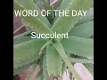 #succulent #biologyvocabulary #biologyshorts