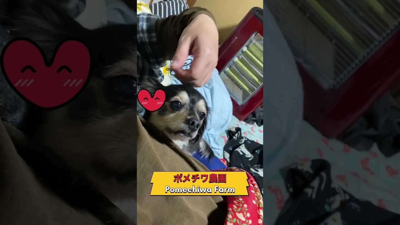 Chiwax that makes you caress with your eyes!（目力で撫でさせるチワックス！）