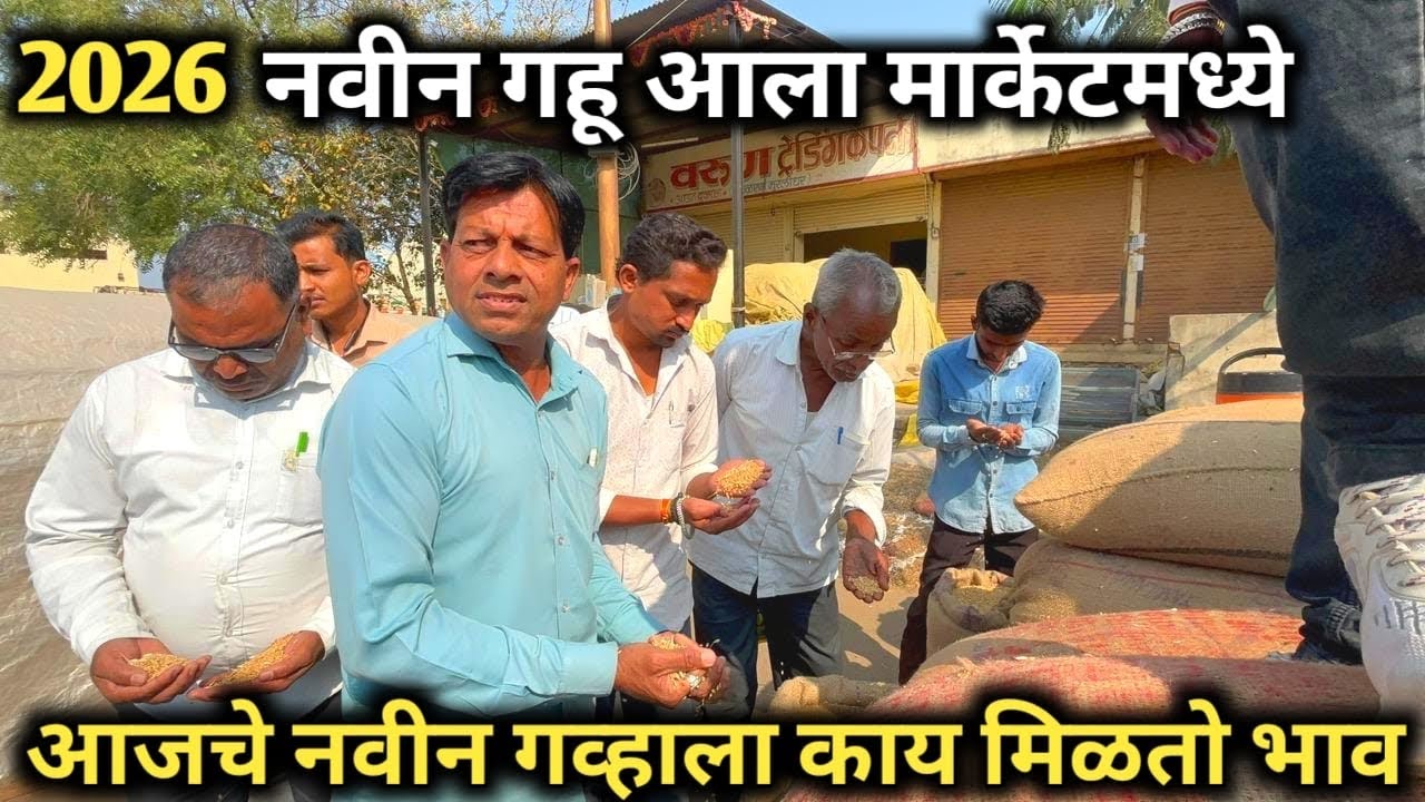 26 February 2026 नवीन गहू बाजार भाव || नवीन गहू ला काय मिळतोस बाजार भाव पहा ||#गहू