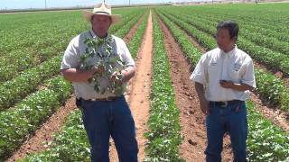 Estimating the Vegetative/Reproductive Balance in Cotton - II. Fruit Retention