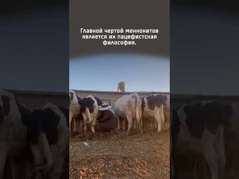 Меннониты — народ, который отказывался брать в руки оружие и подвергся репрессиям
