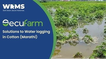 Water logging in Cotton Crop (Marathi)