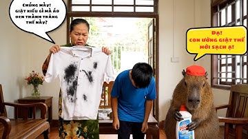 Capy cùng những ý tưởng giúp bà độc lạ 🤣🤣 #capybara #vuive #giaitri #cuocsongcuacapy