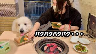 焼肉屋でひたすら爆食いするぽっちゃり?な愛犬【一万円超編】