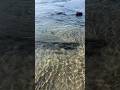Pacific Ocean #pacificocean #waves #travel