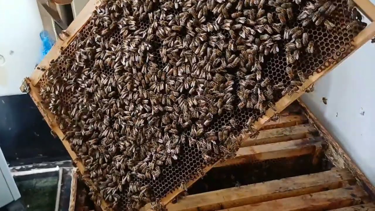 Iata ce se intampla fara pastura sau polen 13.02.26