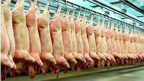Modern Pig Farm - Fresh Pork Production Process - Automatic Pork Cutting Line Machine - Pork Plant