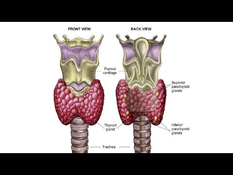 Video: Qalqonsimon Bez Podophyllum