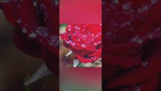 Play video: Vocalist Hazrat Shah Sufi Md. Abdus Sadeque...Pir Saheb..Choyany Darbar Sharif...Kendua...Netrakona.
