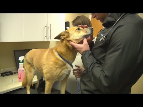 Video: Dog influenza fortsætter med at sprede - er din hund sikker?