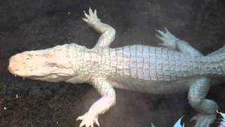 Claude the albino alligator in swamp at california academy of sciences
golden gate park san francisco.