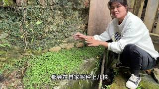 婆婆在菜地种植的垂盆草，很多人不知它价值珍贵，老人叫作护肝草