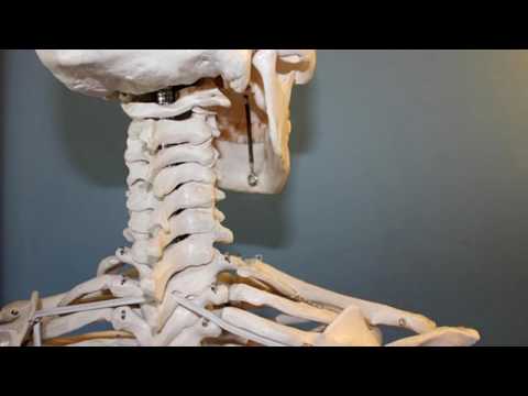 Osteoporosi: cause, sintomi e cura