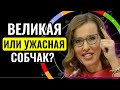 КТО НА САМОМ ДЕЛЕ СОБЧАК. Ангел или Демон?