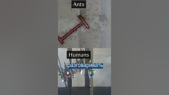 Муравьи быстрее людей прошли лабиринт