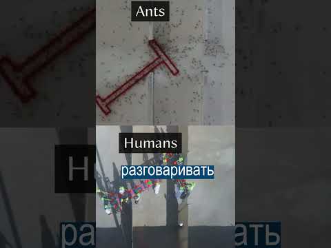 Муравьи быстрее людей
