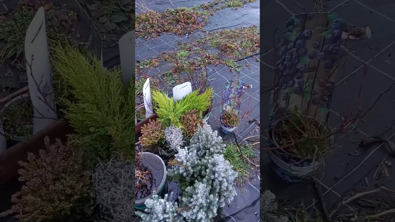 Ёлочки с выброса 