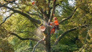 Precision Pruning: Watching Professional Arborists Reduce a Beech Tree Safely