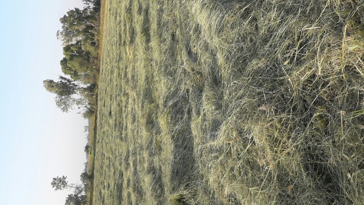 Rhodes Grass double press large bale 600 kg a bale