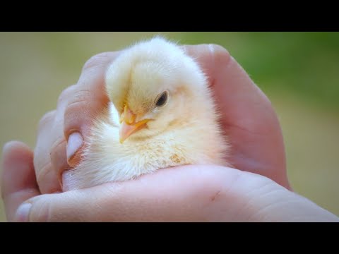 Improving the lives of farm animals