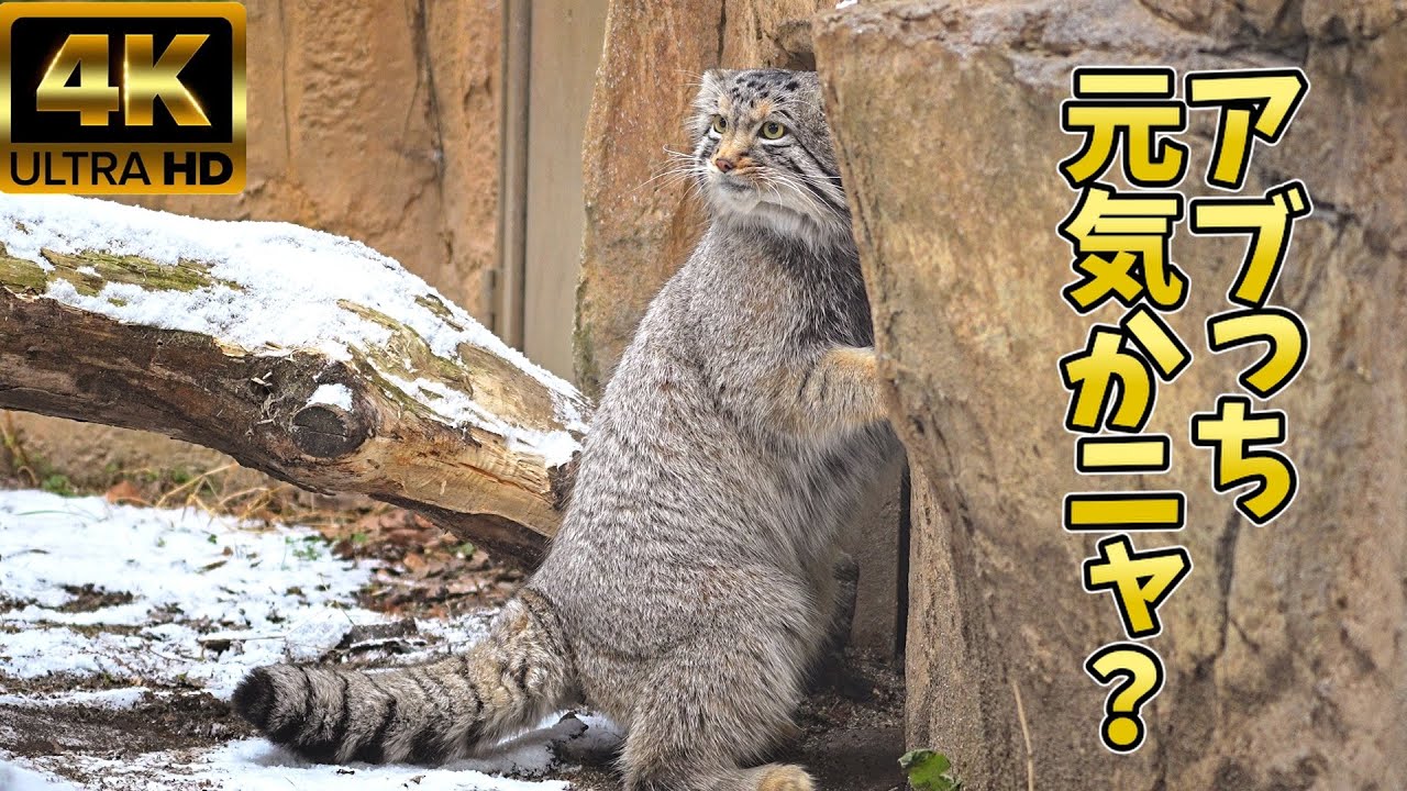【マヌルネコ】カキカキナゴむん😺