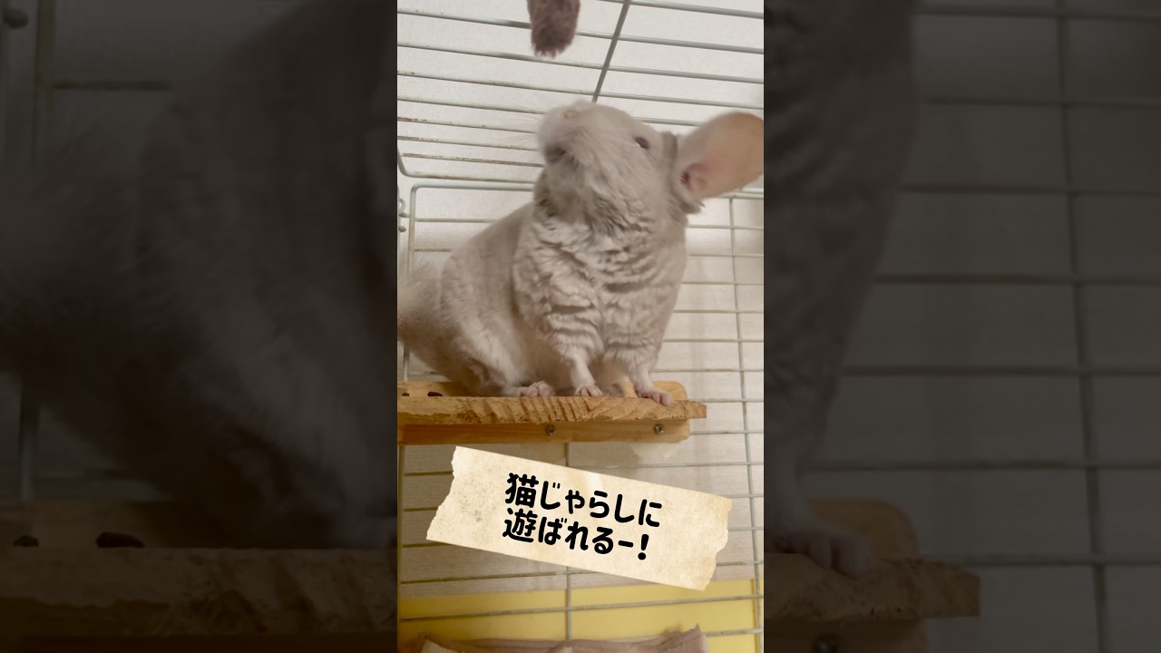 にゃんにゃ〜ん！🐈 #animal #chinchilla #shorts #pets #cute