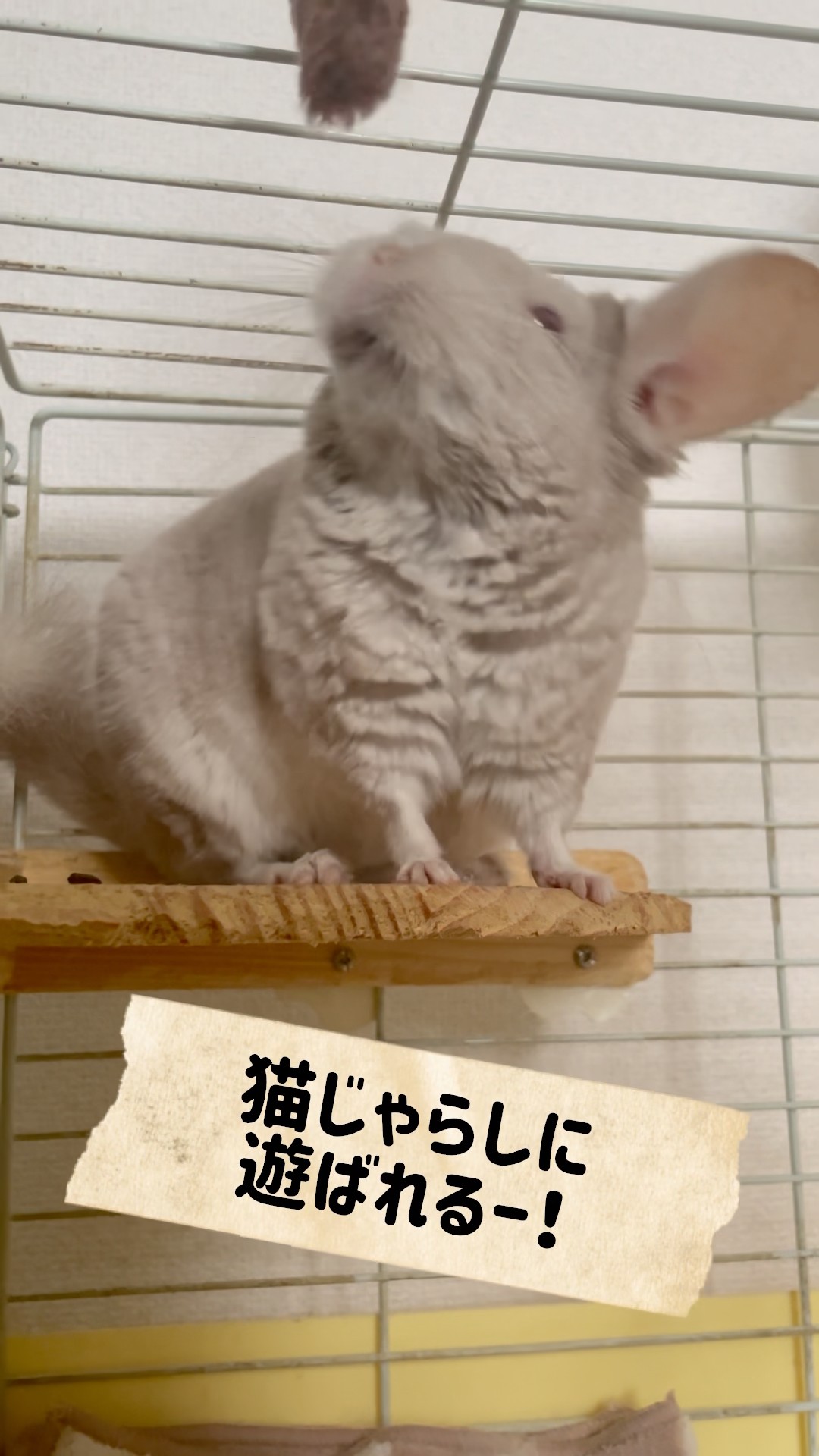 にゃんにゃ〜ん！🐈 #animal #chinchilla #shorts #pets #cute
