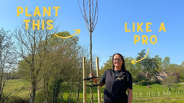 How to Plant a Mature Tree | Bare Root Planting Step-by-Step