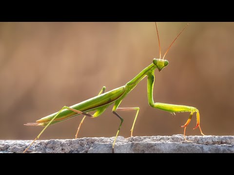 사마귀를 잡는 법 ㅋㅋㅋ