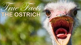 True Facts: The Ostrich