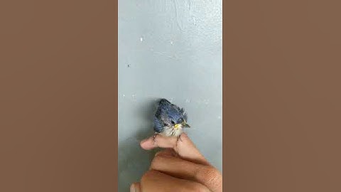 Suara crecetan Anak burung rambatan paruh merah || cocok buat masteran