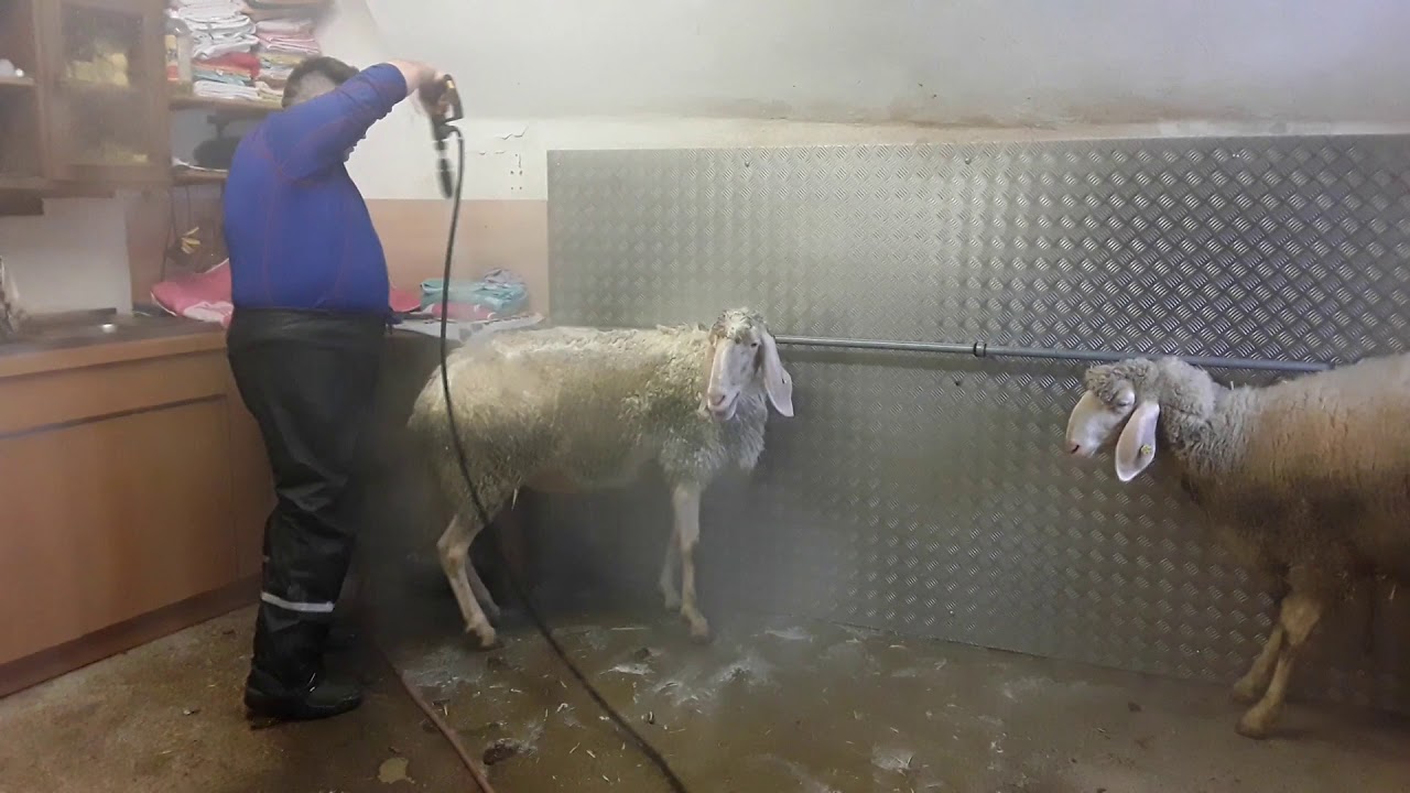 Richtige Schau- und Ausstellungsvorbereitung