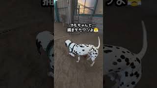 ねぇ～😙今日は何して遊ぼうワンか？☺️