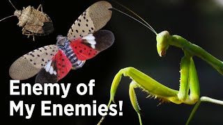 Praying Mantis for Stink Bug & Spotted Lanternfly Pest Control in Gardens (Mantis vs Hummingbird?) by AlboPepper - Drought Proof Urban Gardening 16,353 views 1 year ago 8 minutes, 25 seconds