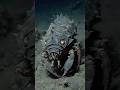 Diver Discovers Crustacean With Armor-Like Shell