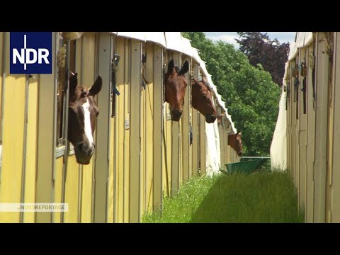 Springreiten Nationenpreis: Maimarkt-Turnier in Mannheim (Re-Live) | SWR Sport