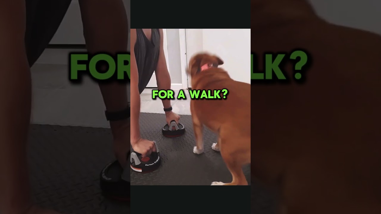 Funny Dog INTERRUPTS His Workout! (@chelseathedog_ig)